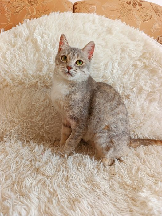 Кошечка кошка котенок