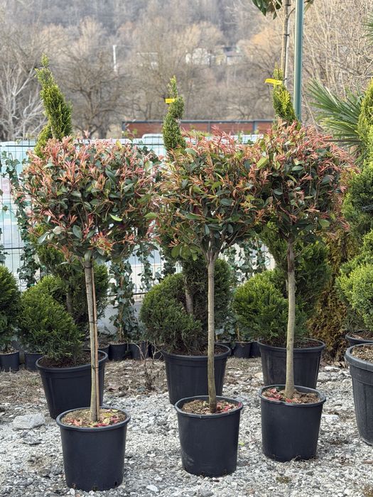 Vand plante ornamentale diferite specii de calitate extra