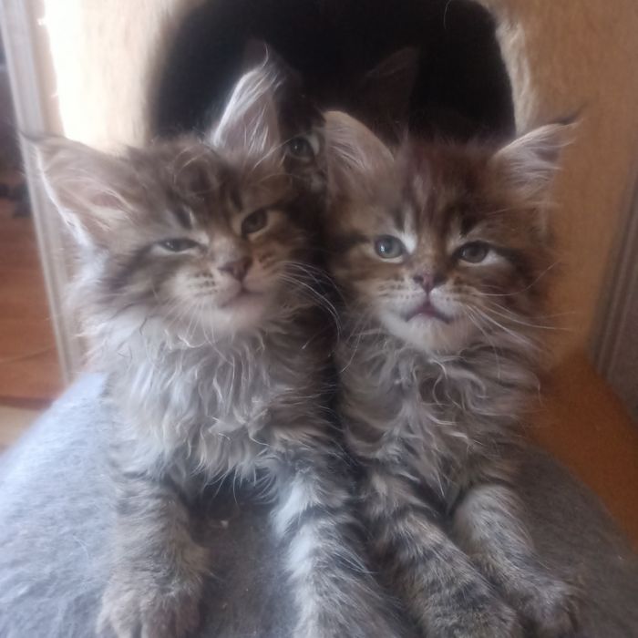 Мейкуны продаются