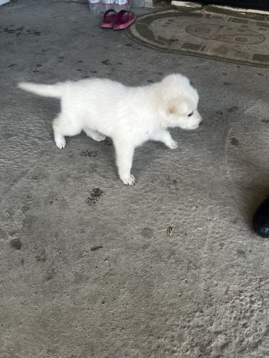 Отдам шенков в хорошие руки