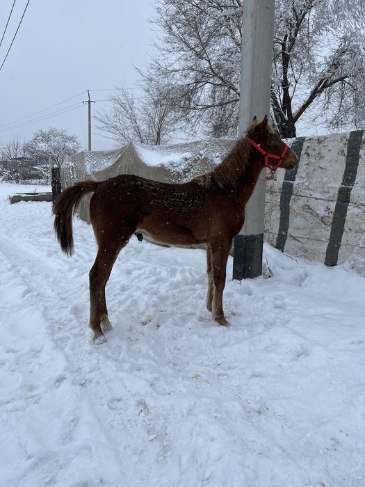 Еркек тай сатылады