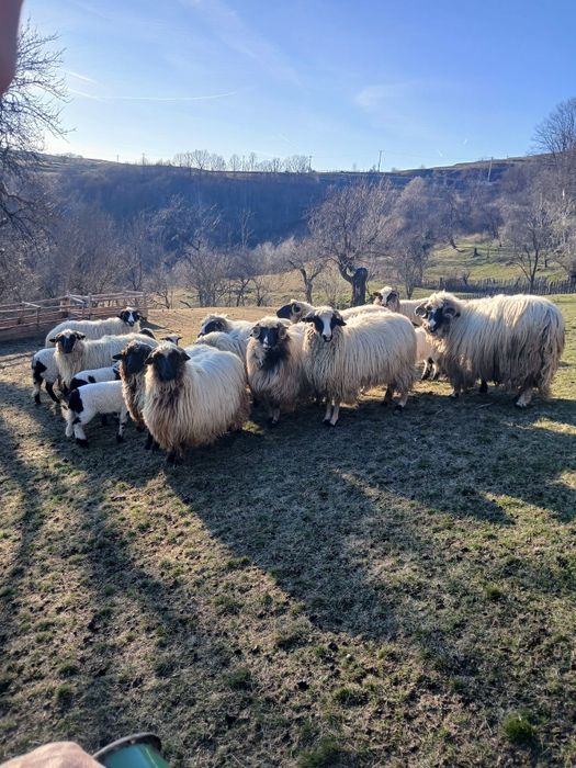 Vând oi ,preț si mai multe detalii la telefon >