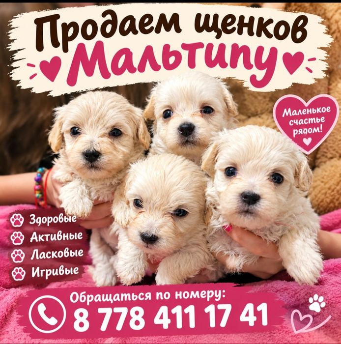 Продаем щенков мальтипу