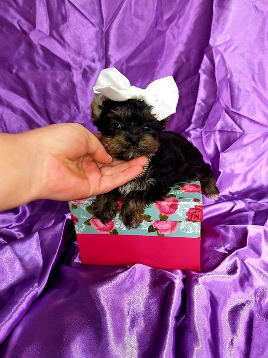 Йоркширски териер мини