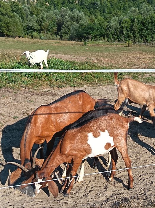 Lot de capre genetică bună.