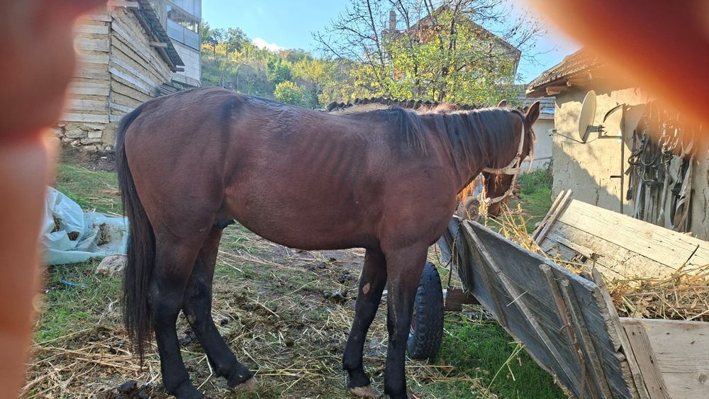 Vand cal in varsta de 9ani