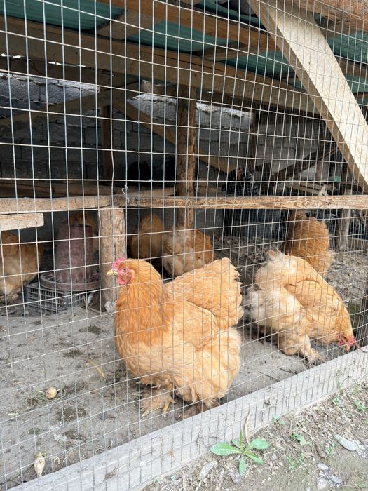 Брама кох паливий товук тухумлари сотилади