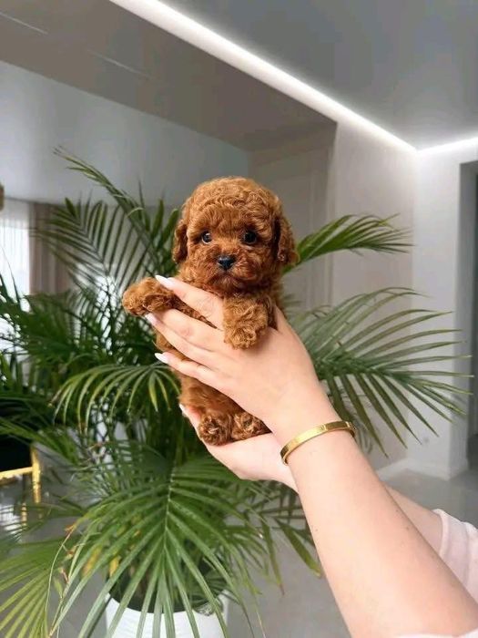 Pudel roșcat (red) de vânzare