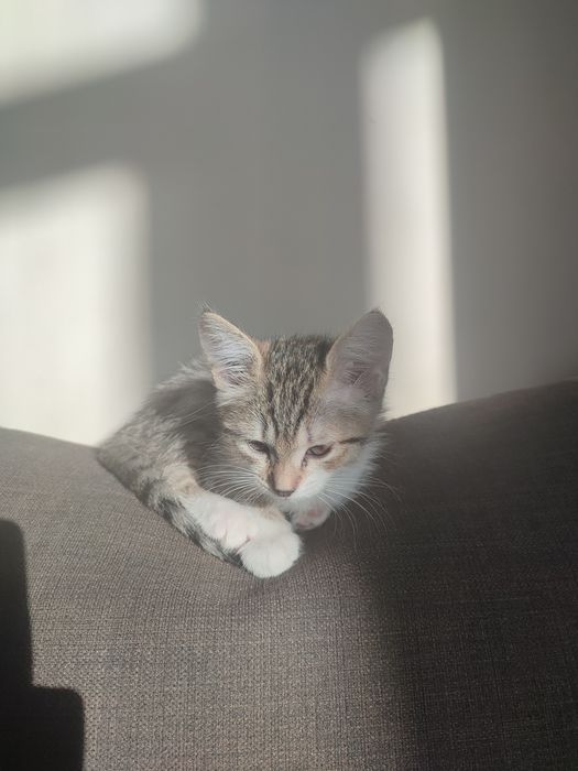 Отдам котенка 2 мес девочка