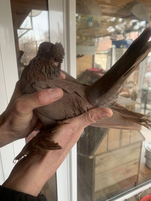 Продам красного