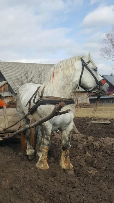 Armăsar cu pașaport