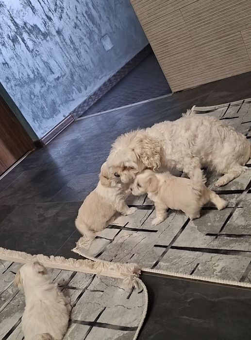 Bichoni  talie mică