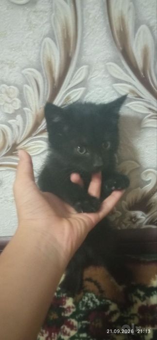 mushuk bolalari tekin
