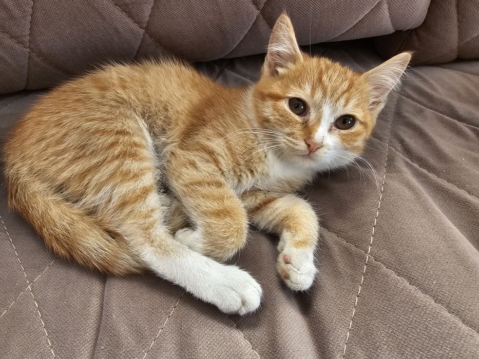 Отдам котят в добрые руки