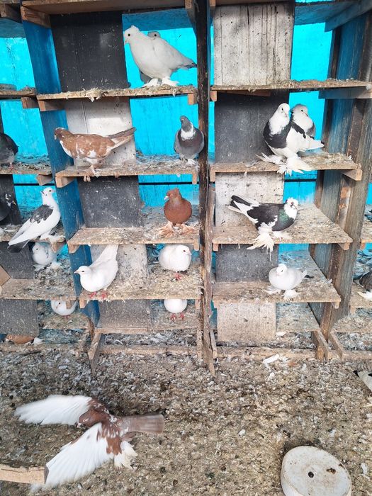 Vand porumbei incaltatii