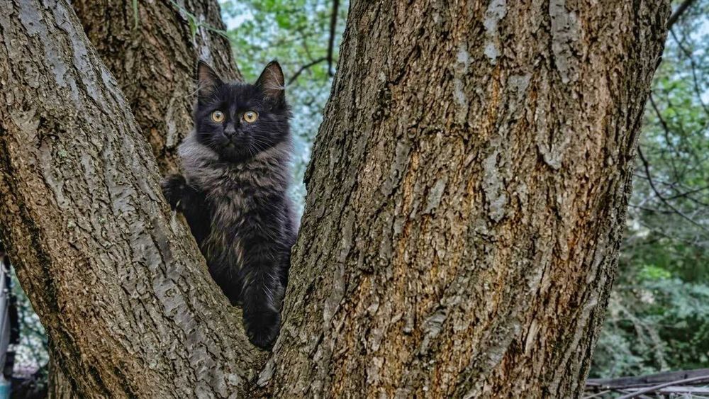 Продаются котята, 3 мальчика и 1 девочка