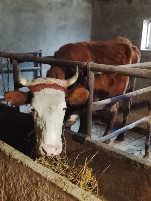 Продам корову стоит на откорме