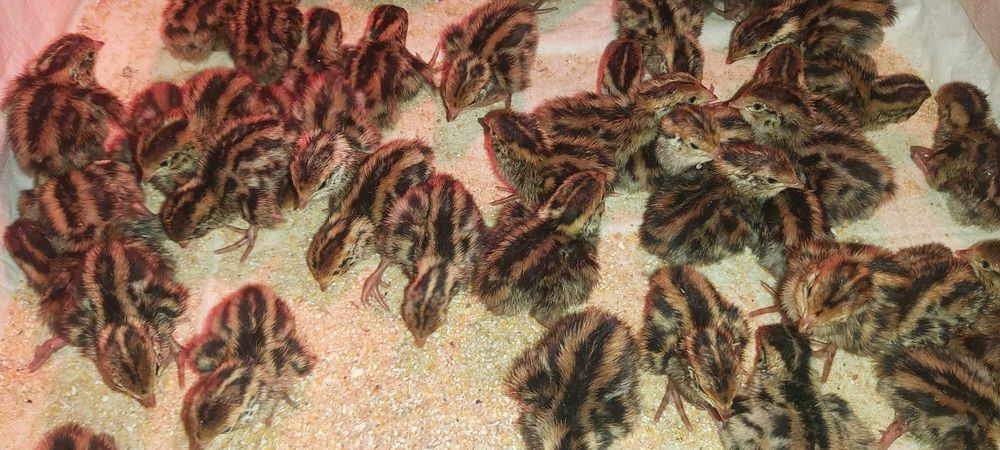 Oua de prepeliță pentru incubat rasa Japoneza Mare