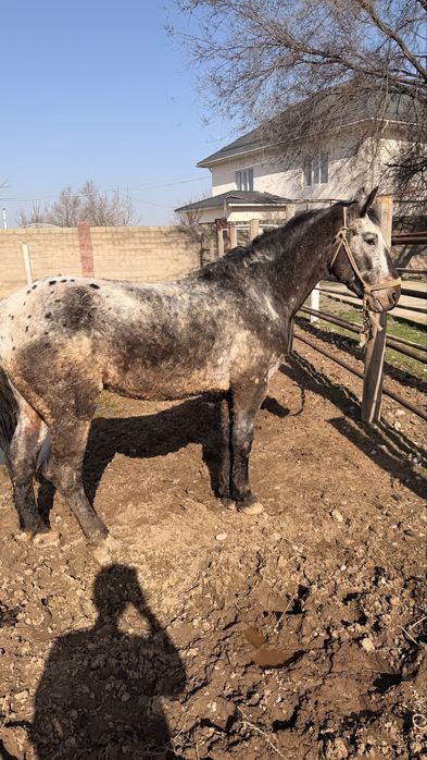 Лошадь верховая жуас ат 8 жасар