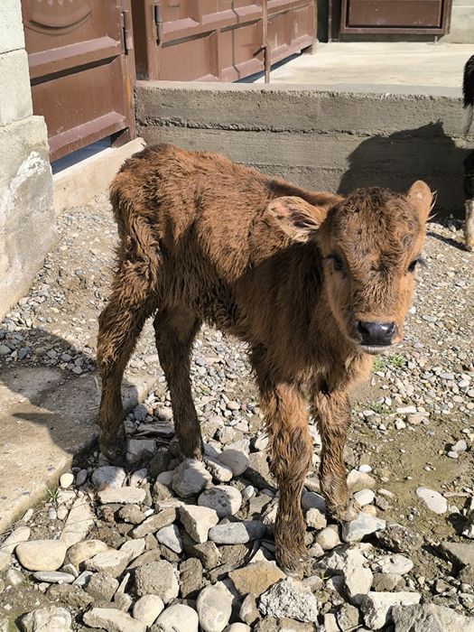 Продается теленок бычок