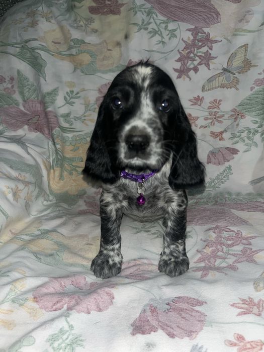 Русский охотничий спаниель