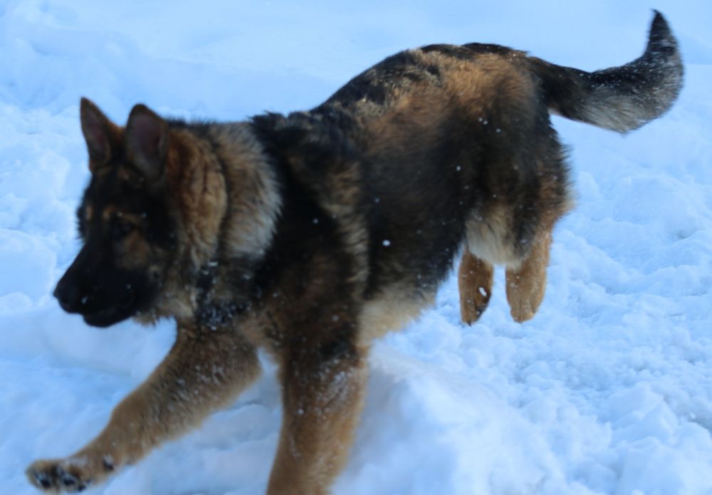 Щенок   Немецкой Овчарки. Рабочие линии.