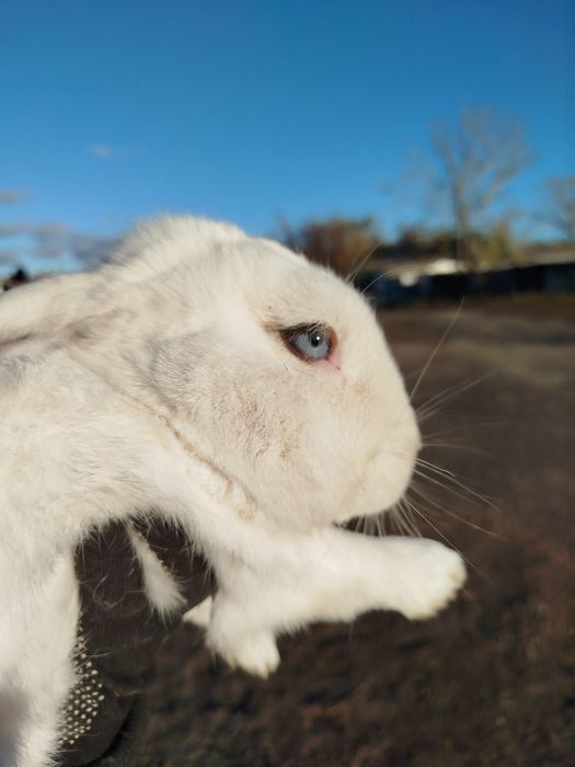 Продам кроликов.