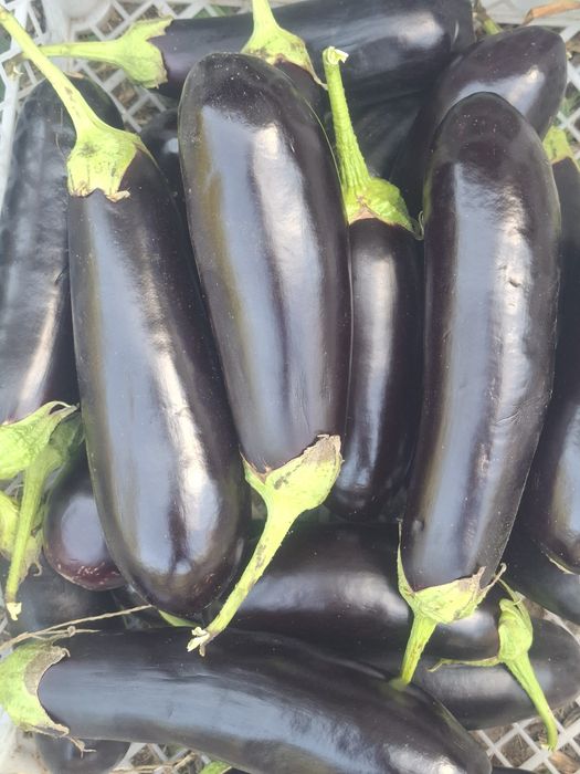Продам баклажаны , перец.