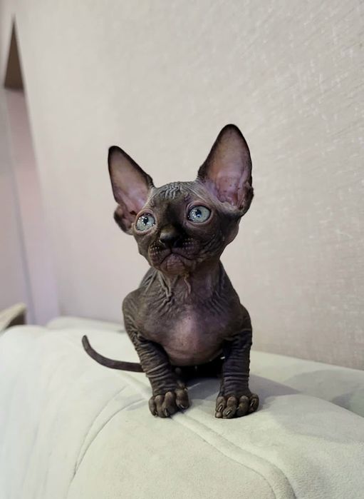 Шикарные Котята Донские Сфинксики.