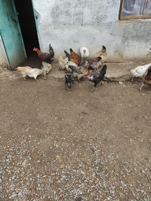 Тауктар сатыладыТ