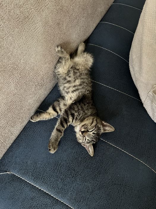 Котёнок-мальчик ищет любящий дом