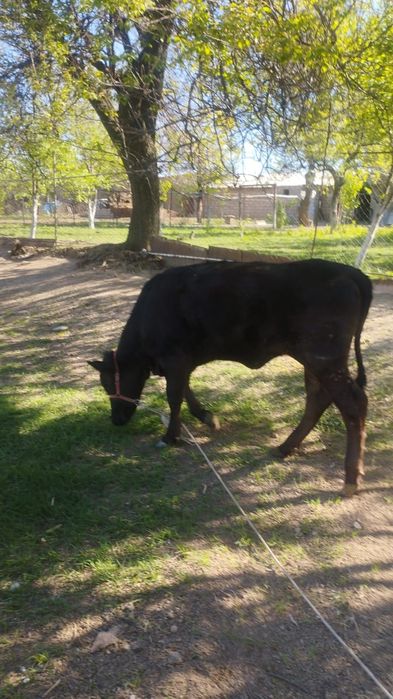 Продается Телка 1 год