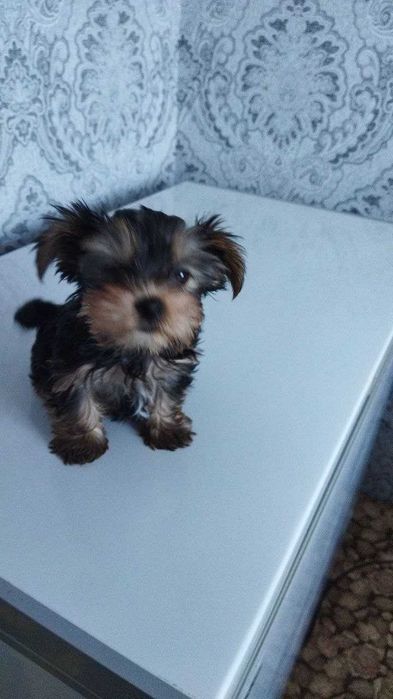 Продам щенка девочку йоркширского терьера