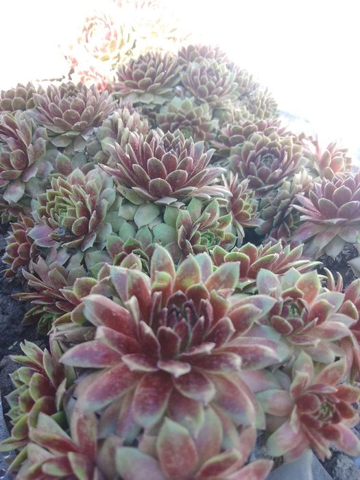 Многолетние и комнатные цветы