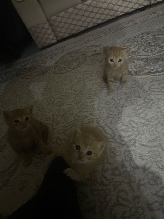 Продаются котята