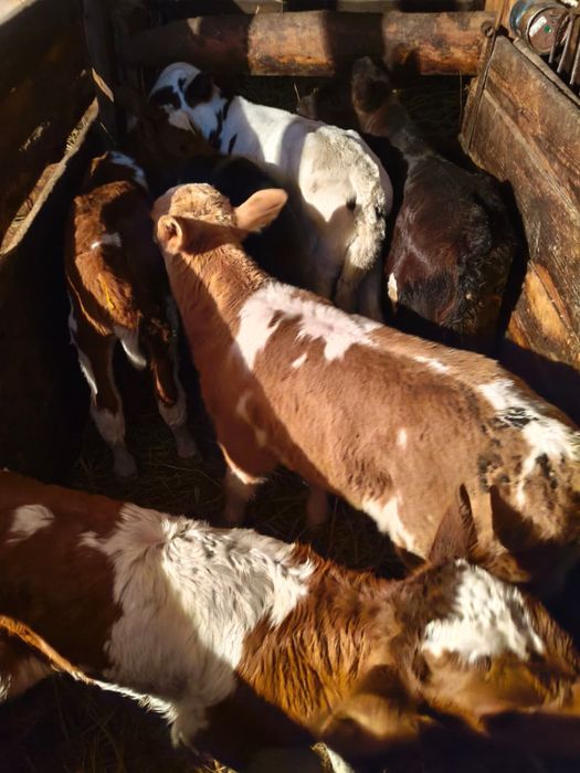 телята бычки телки