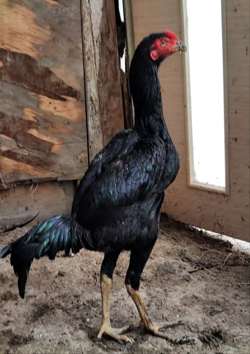 Бойцовый дакан шамо