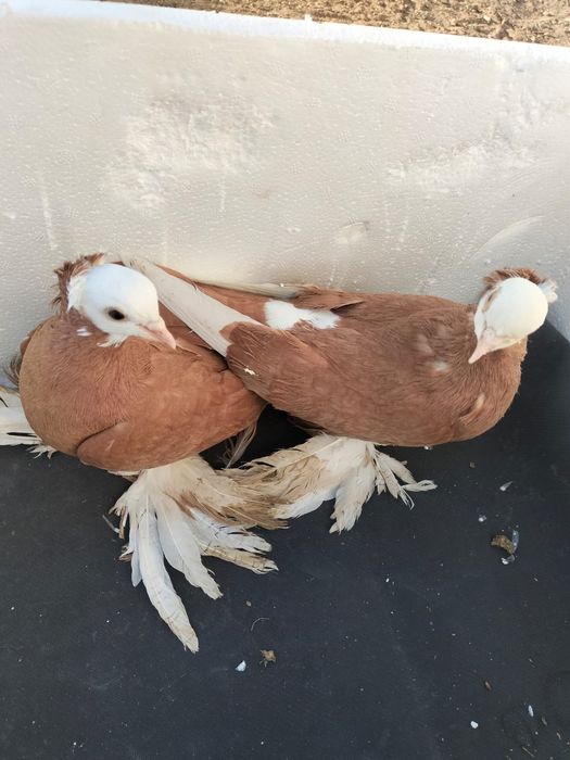 Көгершін сатылады