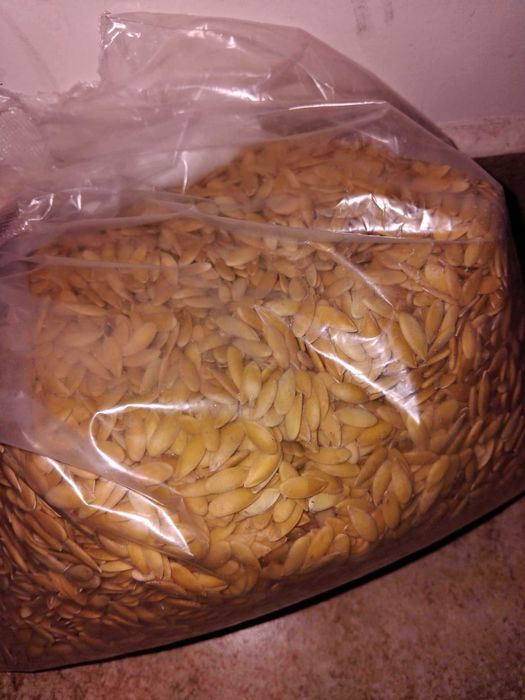 Семена пъпеши Медена роса