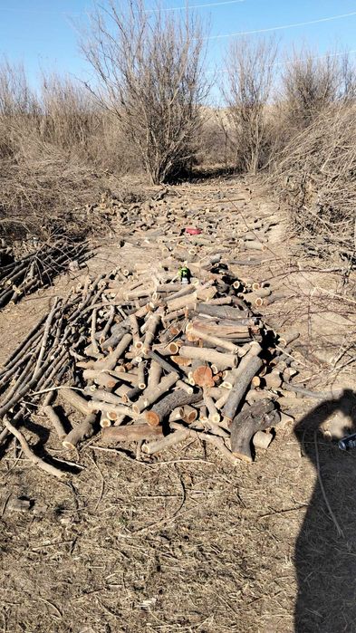 Дрова  дрова мевали дарахтлар