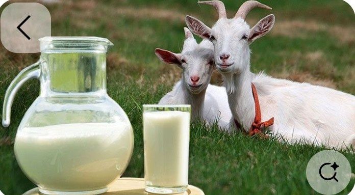Ешкі сүті, ешкы сут, козье молоко
