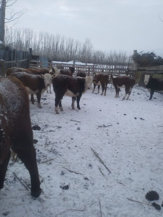 7бас Таза Ак бас бузаулар сатылады