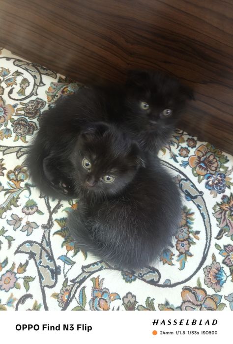 Котята скоттиш-фолд