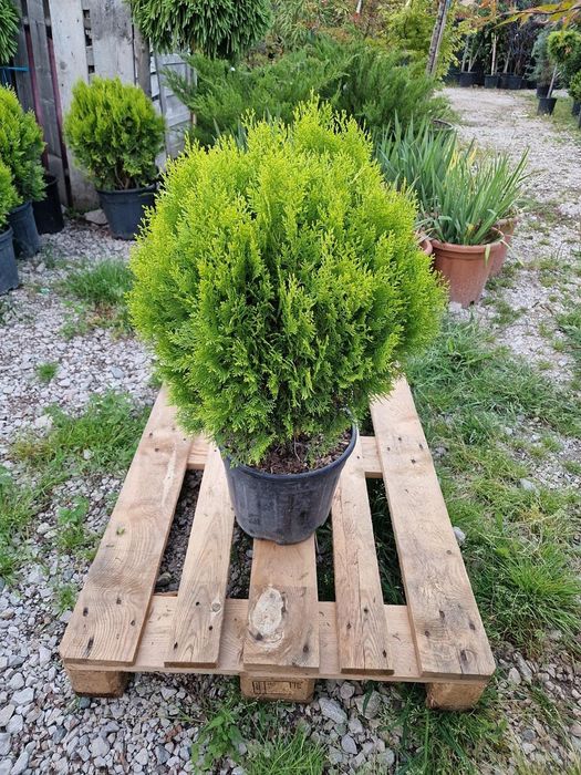 Vindem diferite specii de plante globulare