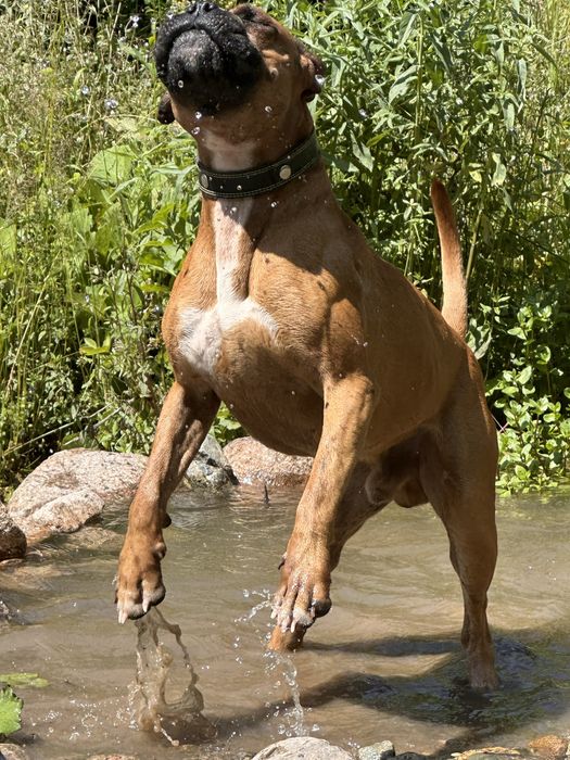 Боксер для вязки