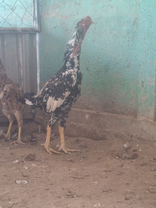 Дакан қораз сатылады.