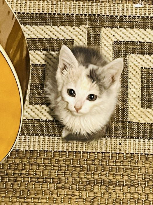 Котенок двухмесячный