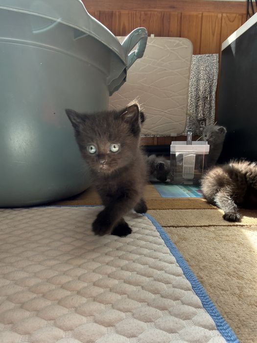 Отдам двух мальчишек !