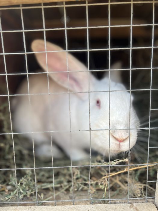 Қояндар! көжектер! Кролики!