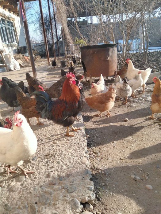 Satilmadigan Damashni tuqimlarbor